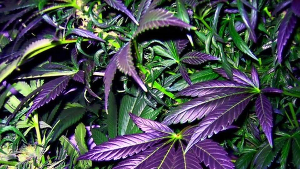 Цветок с листьями марихуаны декарбоксилирования марихуаны