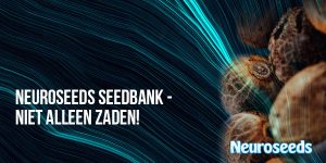 seedbank, seeds, ganja seeds, marijuana seeds, cannabis seeds, weed seeds, seedo, strain seeds, семена конопли, голландские семена марихуаны, 420 seeds, thc seeds, сив seeds, autoflowering seeds, photoperiodic seeds,