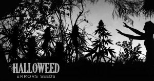 конкурс, конопляный конкурс, конкурс от errors seeds,