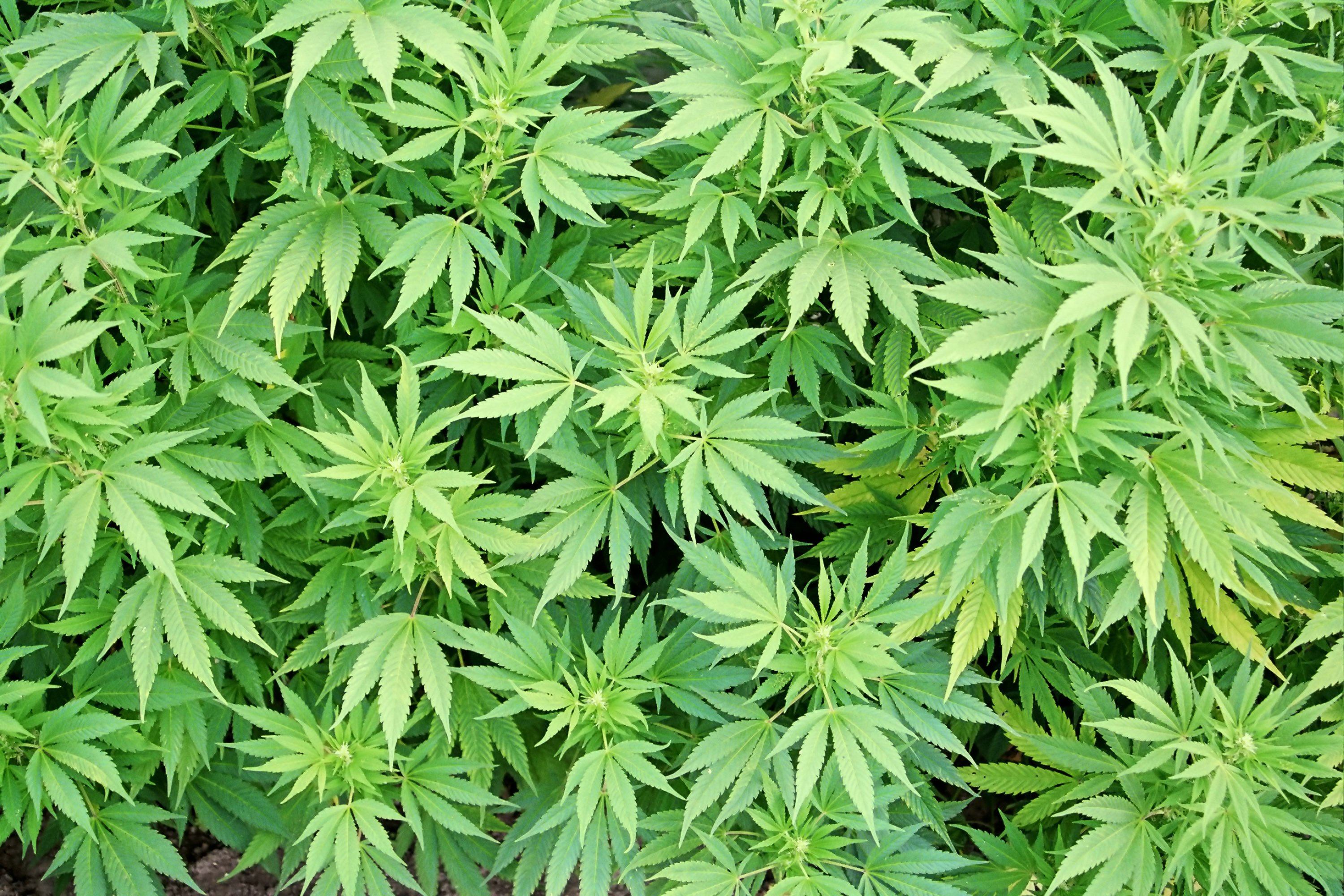 Фото картинки марихуана откуда скачать браузер тор hidra