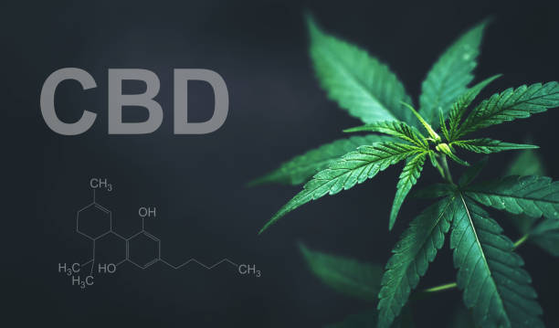 Лучшие CBD сорта каннабиса