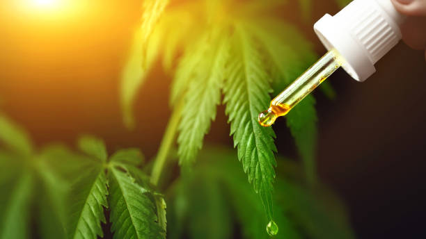 Лучшие CBD сорта каннабиса
